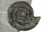 Jurassic Ammonite (Dactylioceras) Fossil - England #279547-1